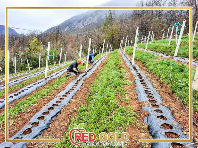 red-gold1