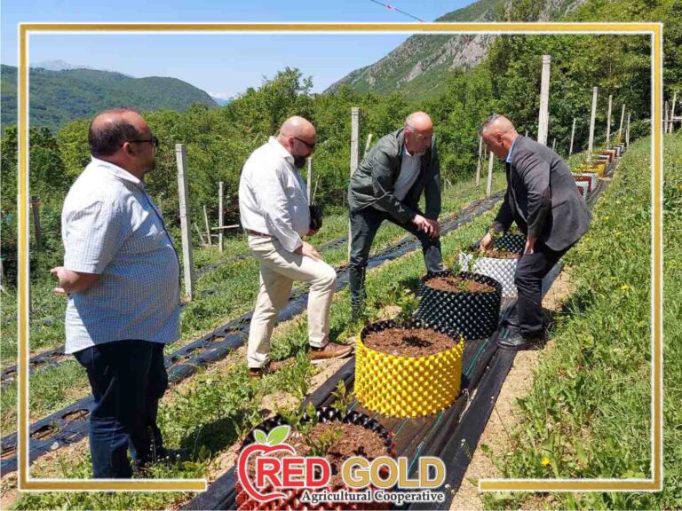 red gold borovnica
