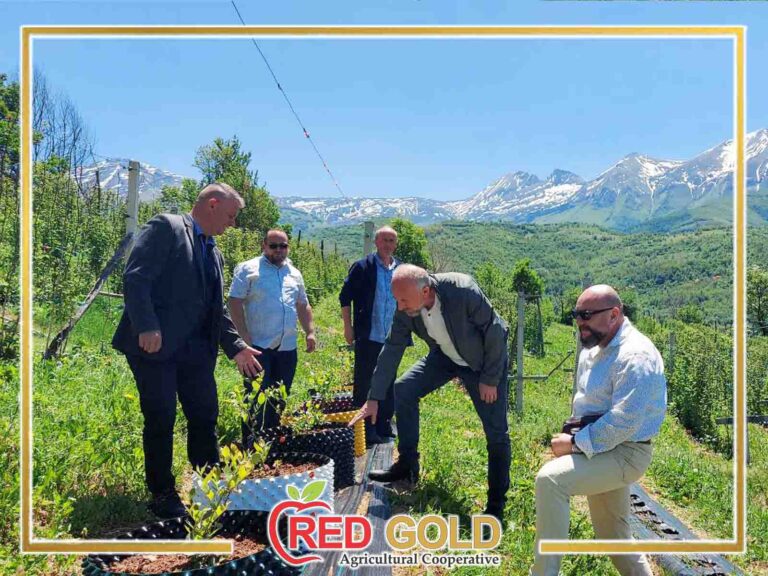 red gold borovnica1