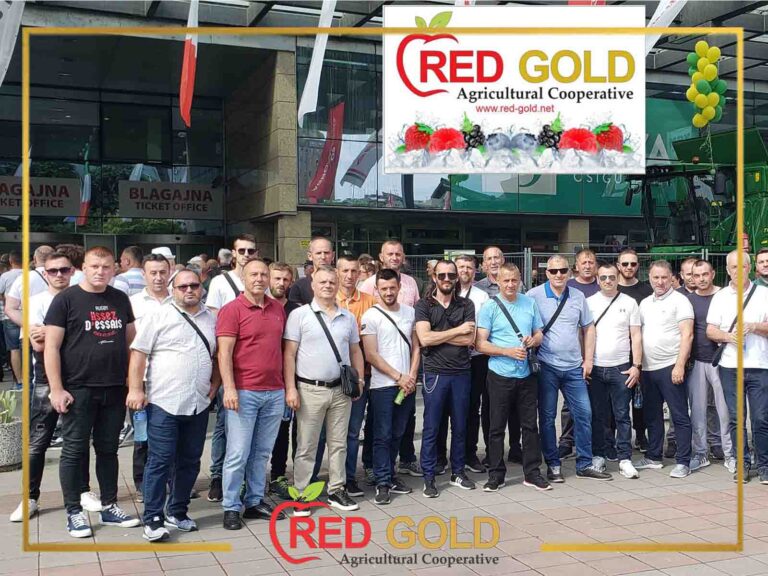 red gold2