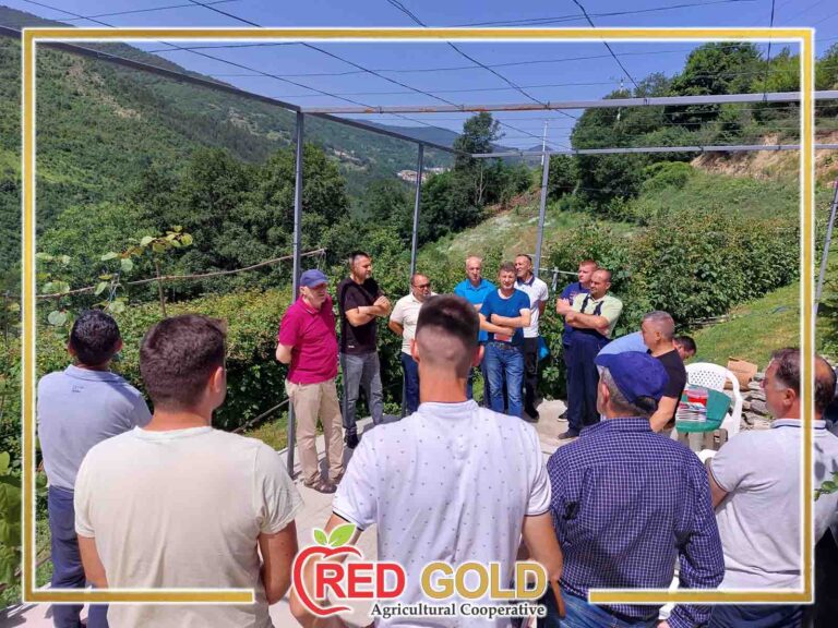red gold Ljubinje