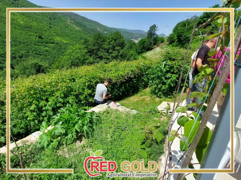 red gold maline