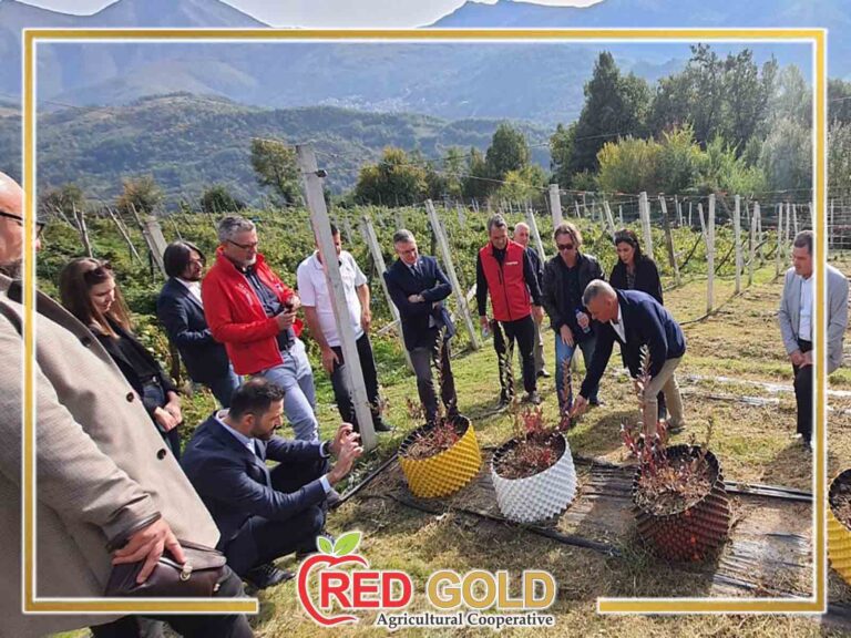 red gold 10