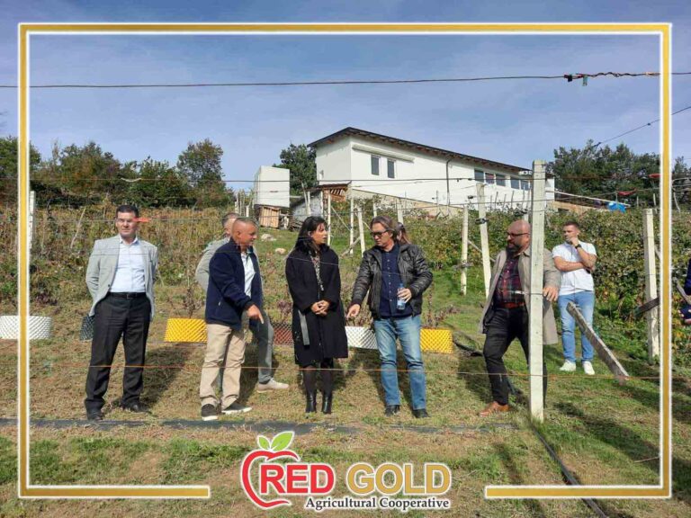 red gold 4